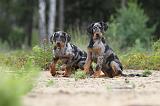 BEAUCERON - PUPPIES 074